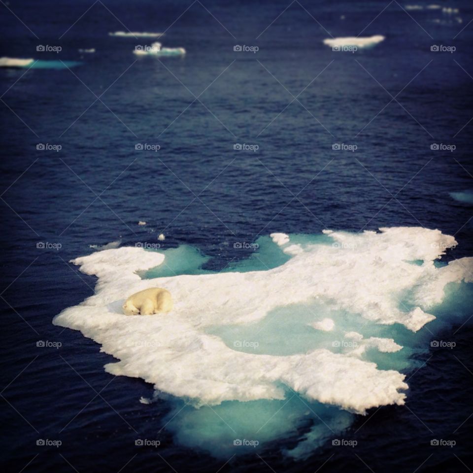 A polar bear sleeps on a piece of ice near Baffin Island, Canada. 
