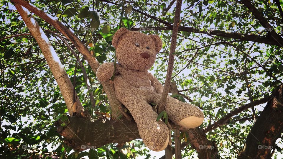 bear on the tree. dolly bear sit ann sleeping on tree