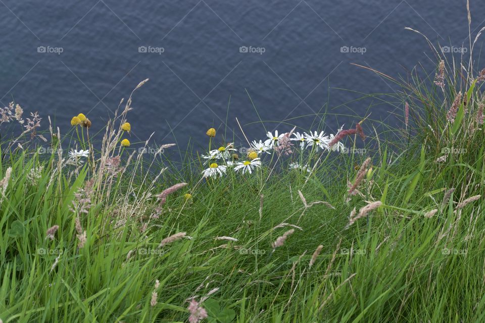 Blowing Grasses and white wildflowers by the blue sea.