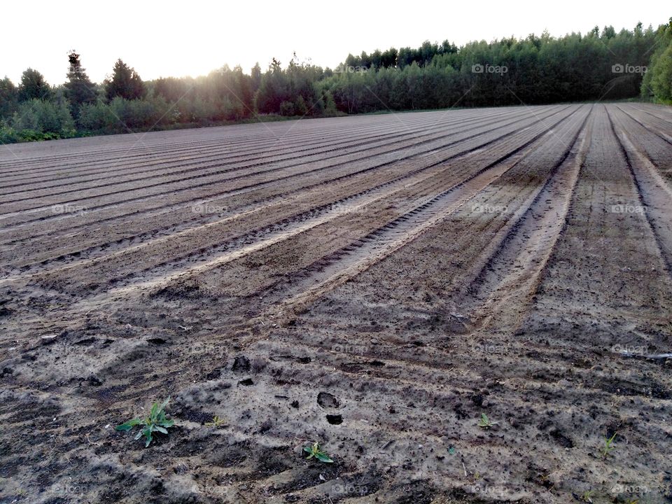 Грядки питомника