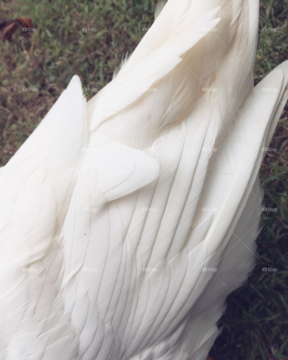 White feathers 