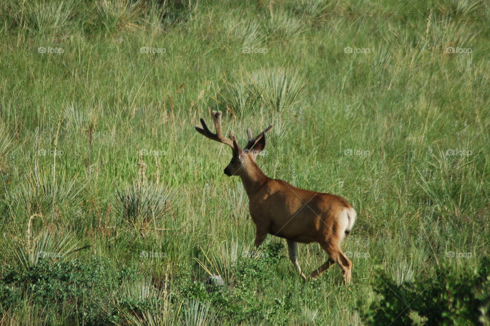 Elk 