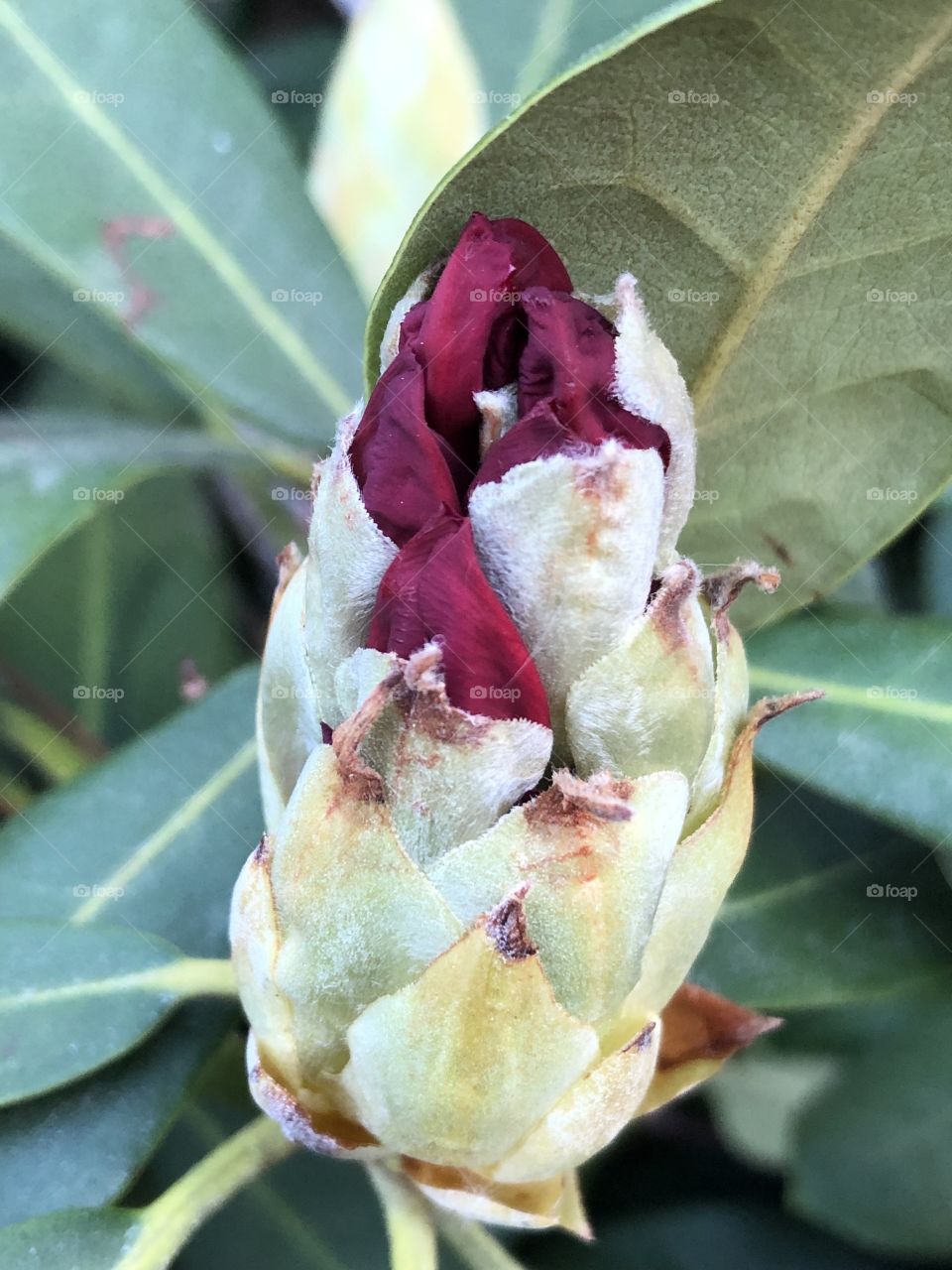 Rhododendron buds starting to show colour 