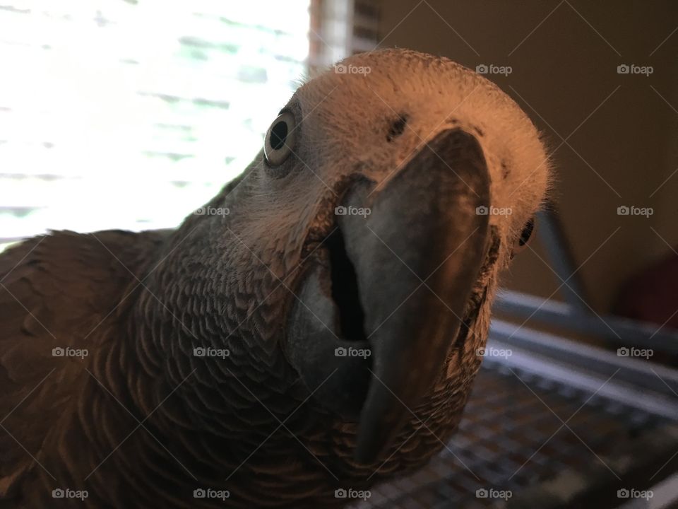 African Grey parrot 