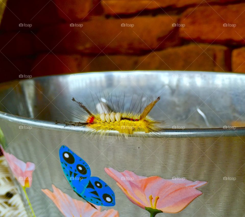 Yellow and black Bright caterpillar on a metal bucket with painted flowers and butterfly 