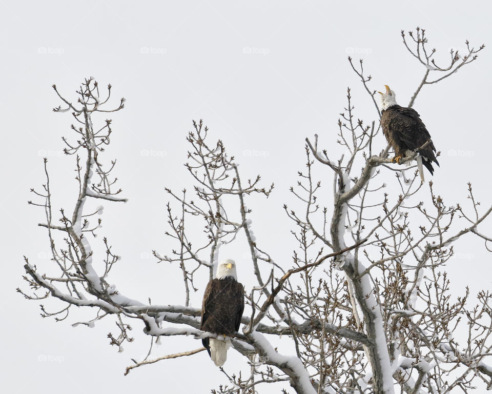 A pair of Bald Eagles perched by Mystic Lakes