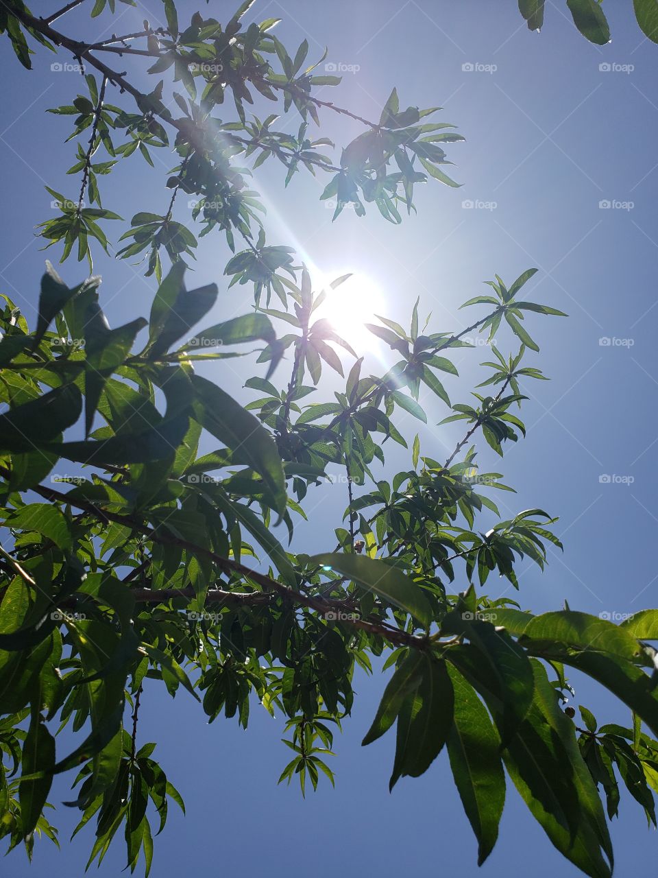 sun tree leaves branches