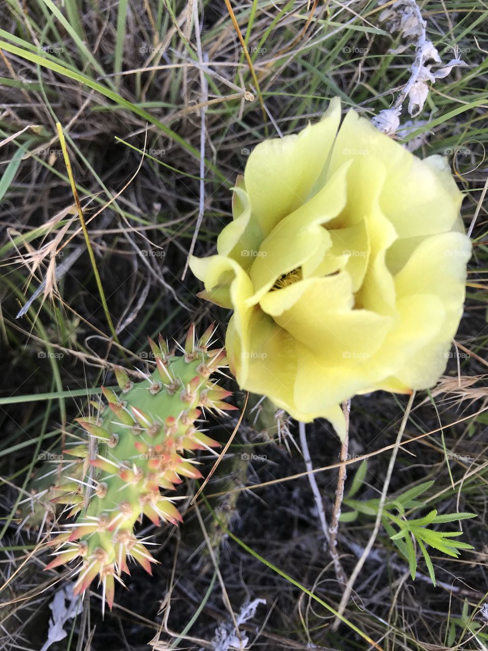 Wild Cactus on the South Dakota prairies