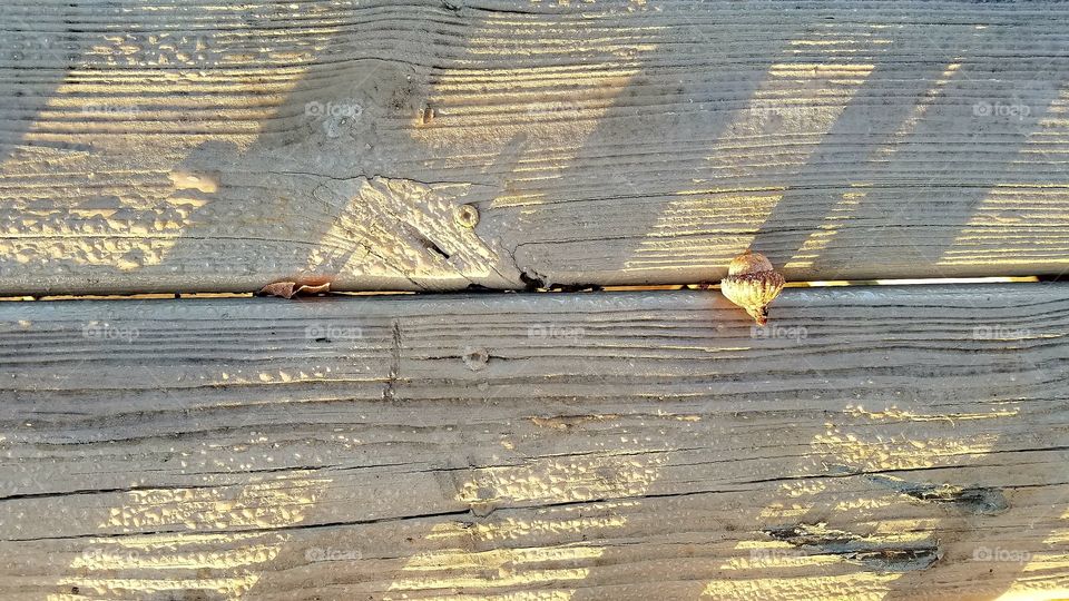 light shadows from dock railing.  acorn casting shadow.