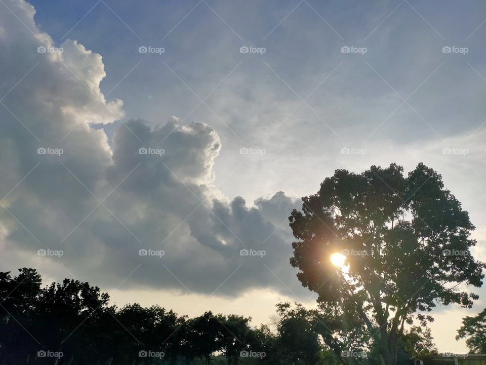 hot sun protected by trees