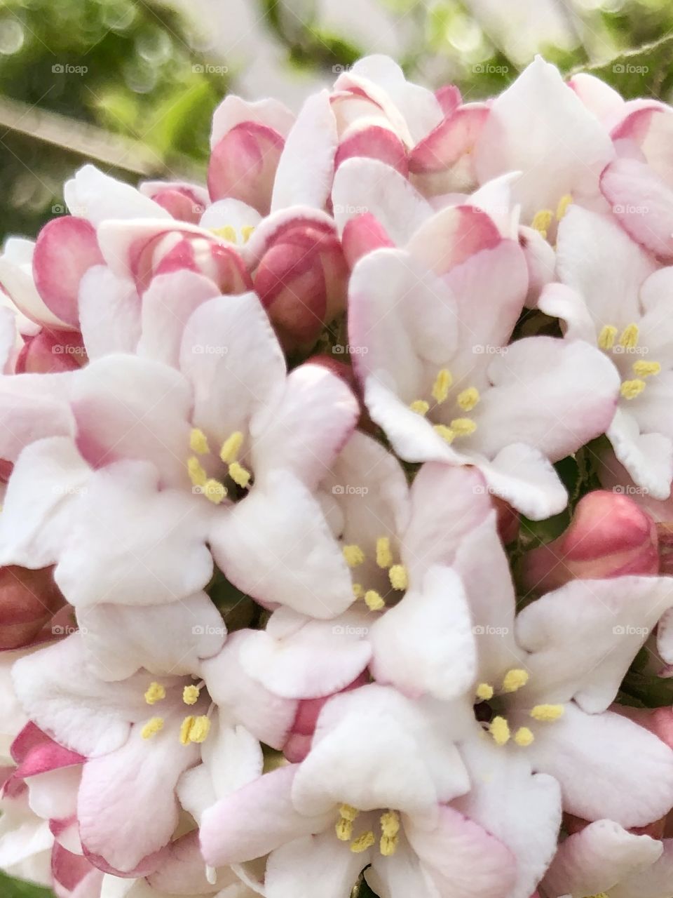 Springtime in Tennessee