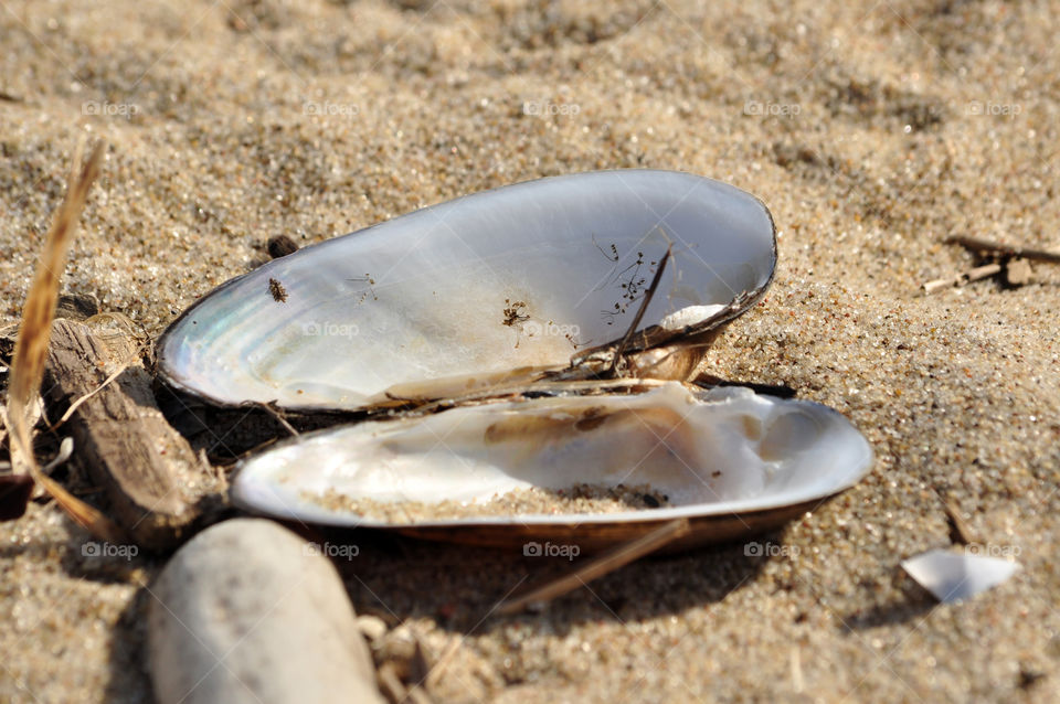 seashell on the beach of the Baltic sea coast in Poland