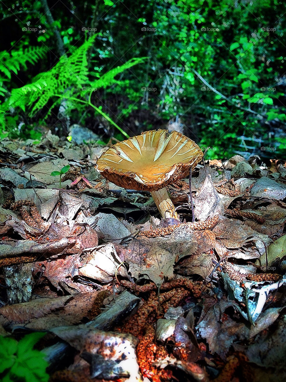 Sun-Dappled Mushroom