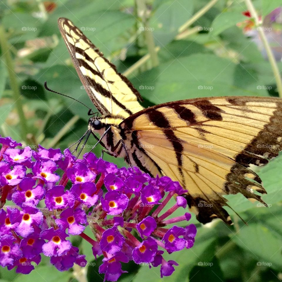 Monarch Butterfly Feeding. Beautiful butterfly feeding on our purple butterfly bush using its proboscis.