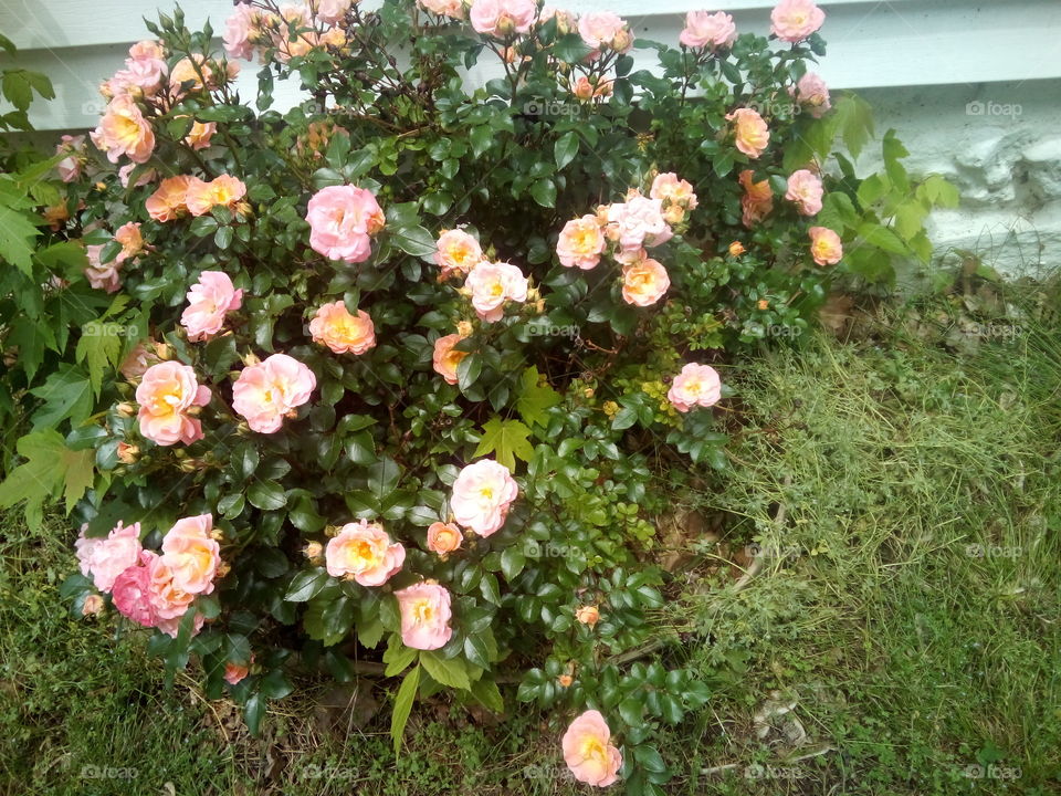 Happy hump day! take time to smell the roses, take in the day and enjoy.