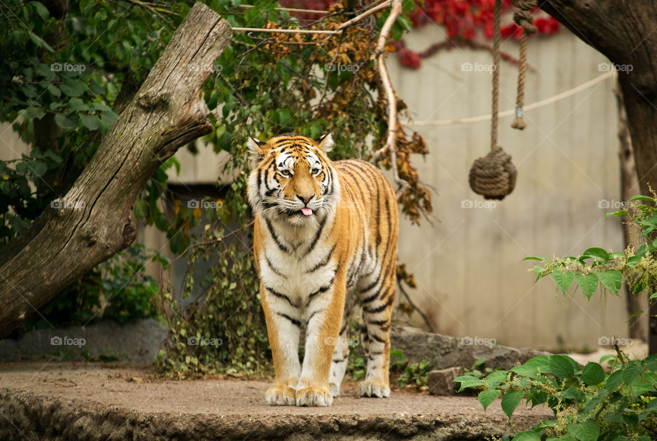 Cat, Tiger, Wildlife, Nature, Mammal