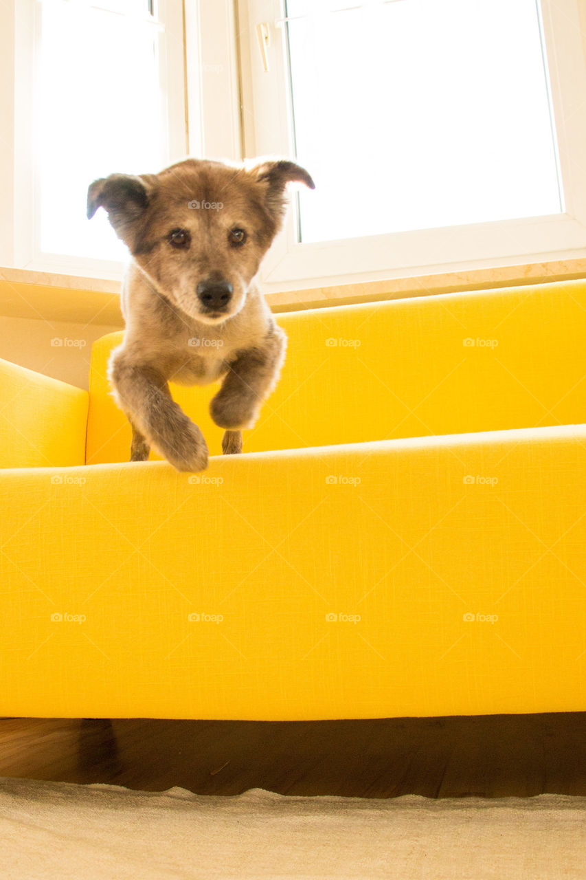 Dog jumping off yellow couch
