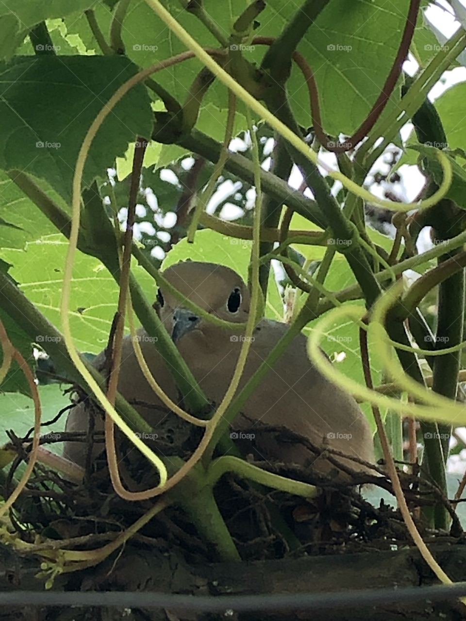 Pigeon sitting in a nest between grape vine