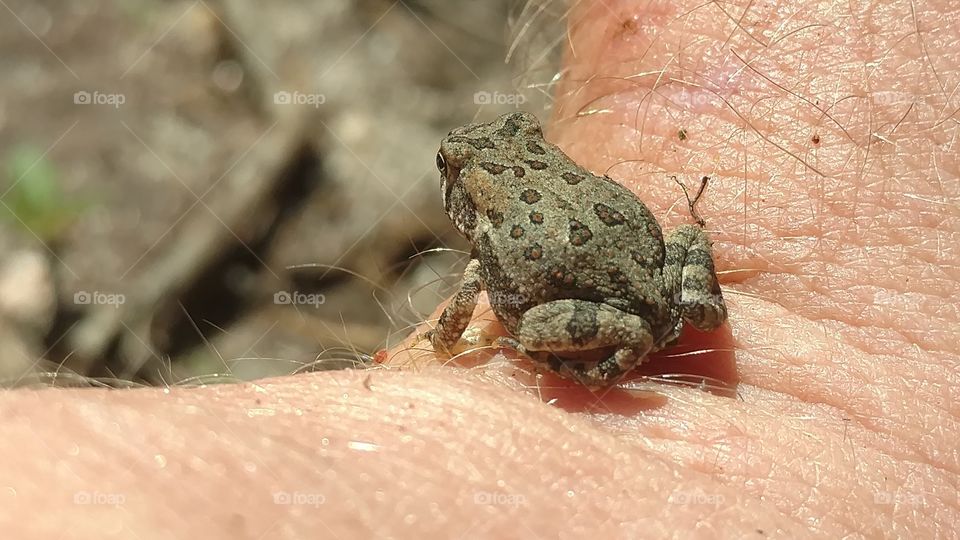 Frog, Nature, Animal, Closeup, Amphibian