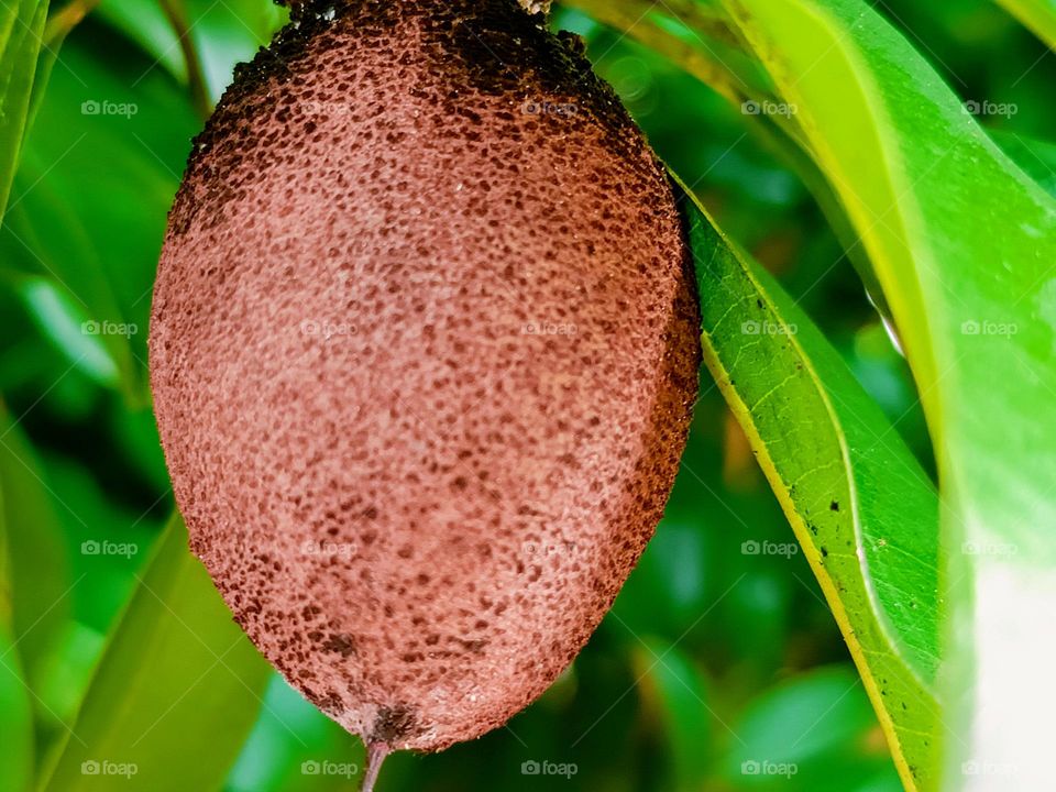 Close view of a sapodilla on the tree.A fruiting sapote tree.Chicoo, naseberry,nispero,manikara zapota,chico zapote,chicle, soapapple or called buah ciku photo taken from Kepala Batas, Penang, Malaysia.