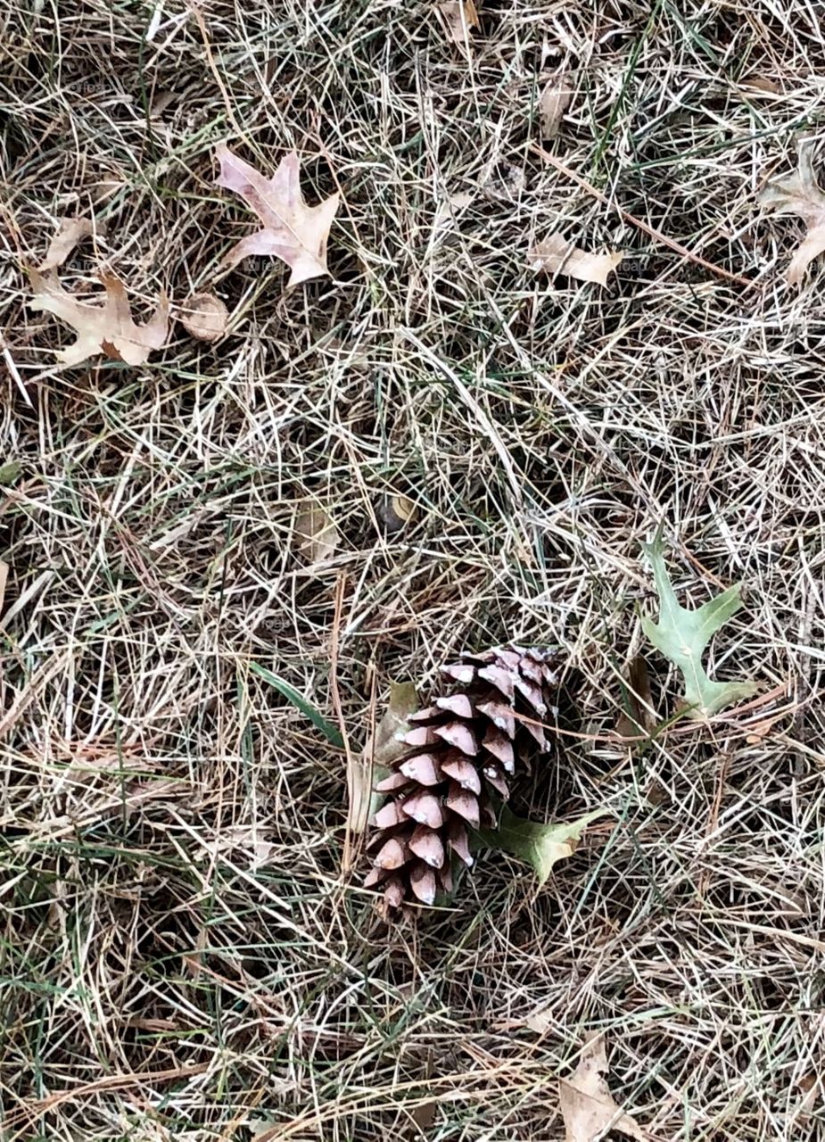 Signs of Fall Autumn Pine cone changing leaves   Grass and fallen acorns