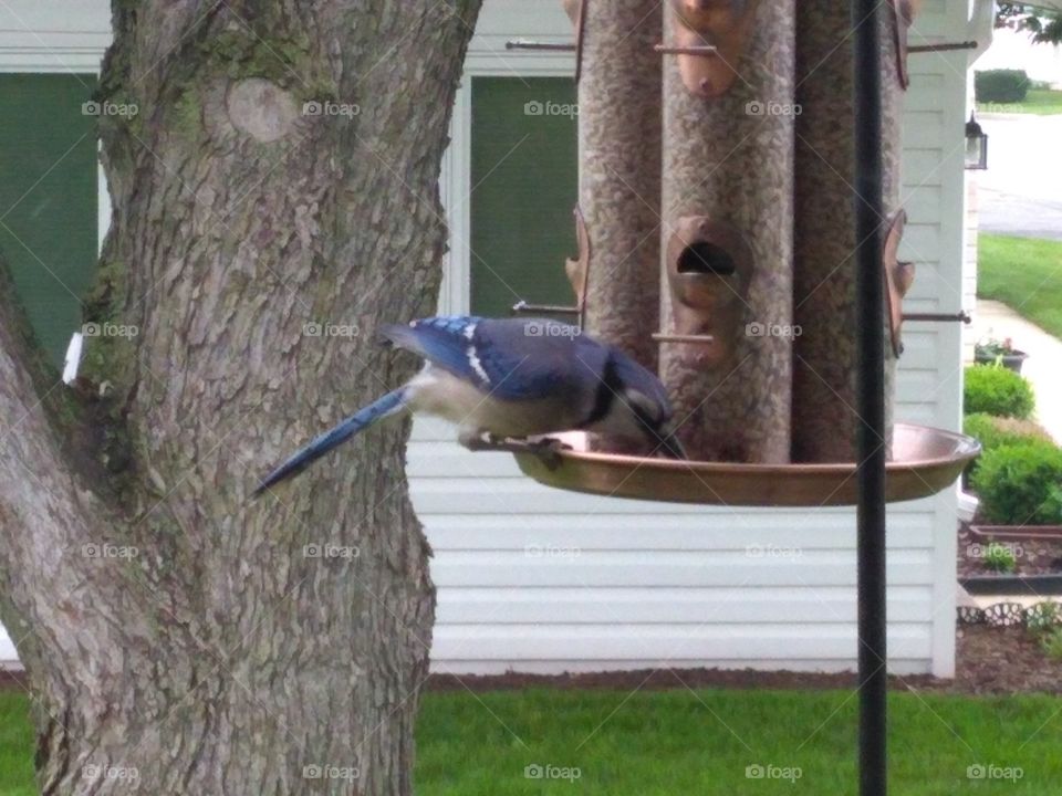 Bird eating
