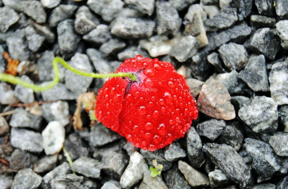 flower red stones rain by merethe