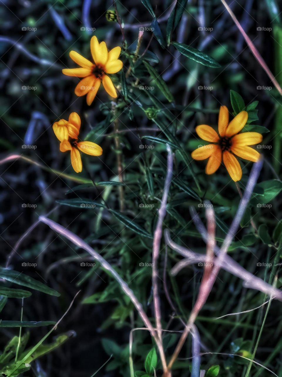 Smooth Sunflowers growing wild near the lake on the Noxubee Refuge.