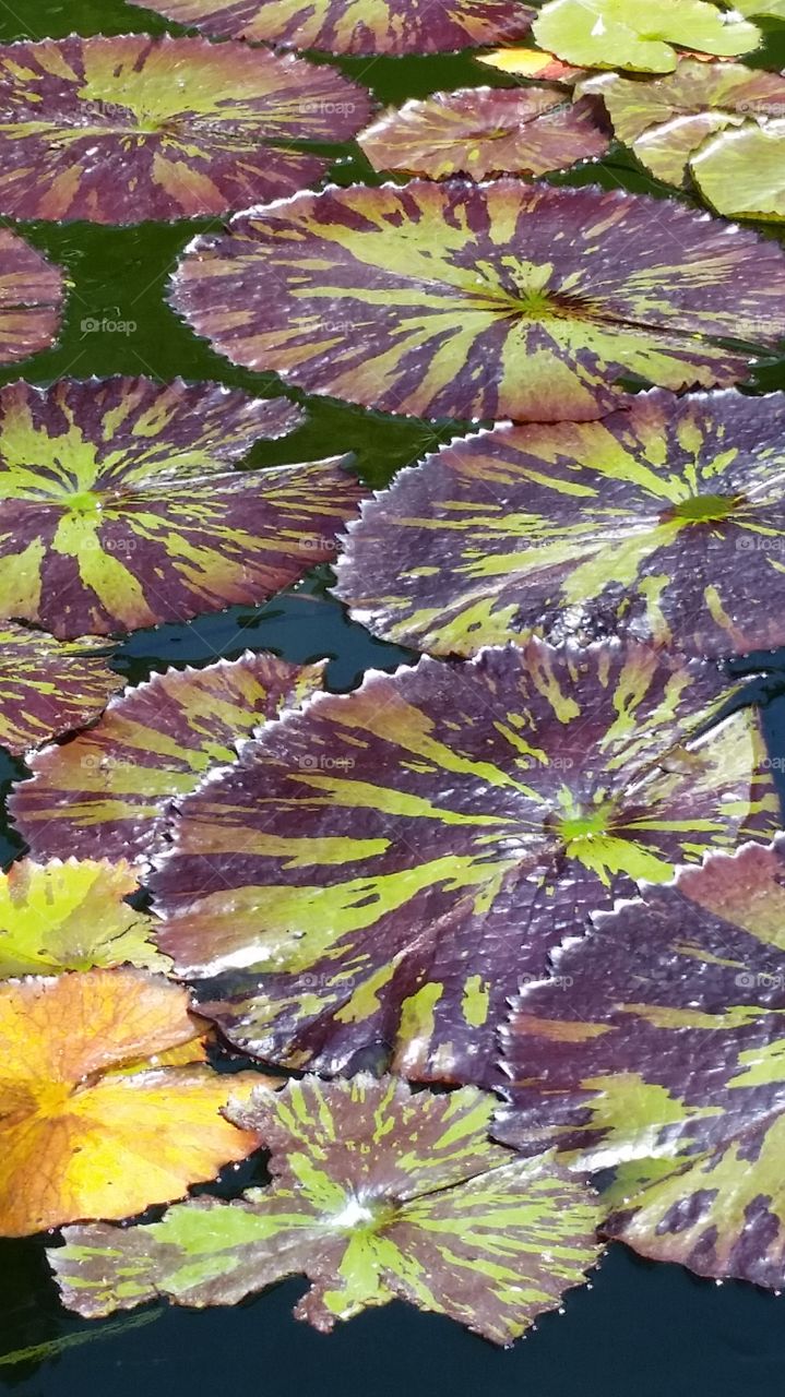 Lily Pads Patterns