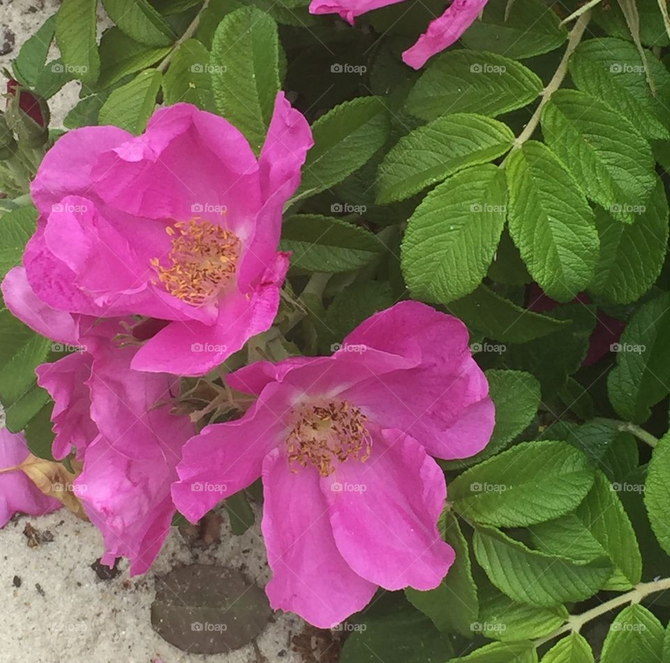 Cape Cod Rose