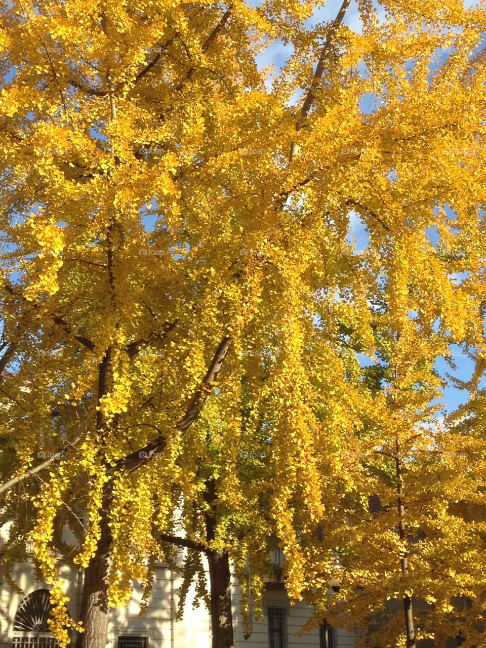 yellowed foliage in avenue 