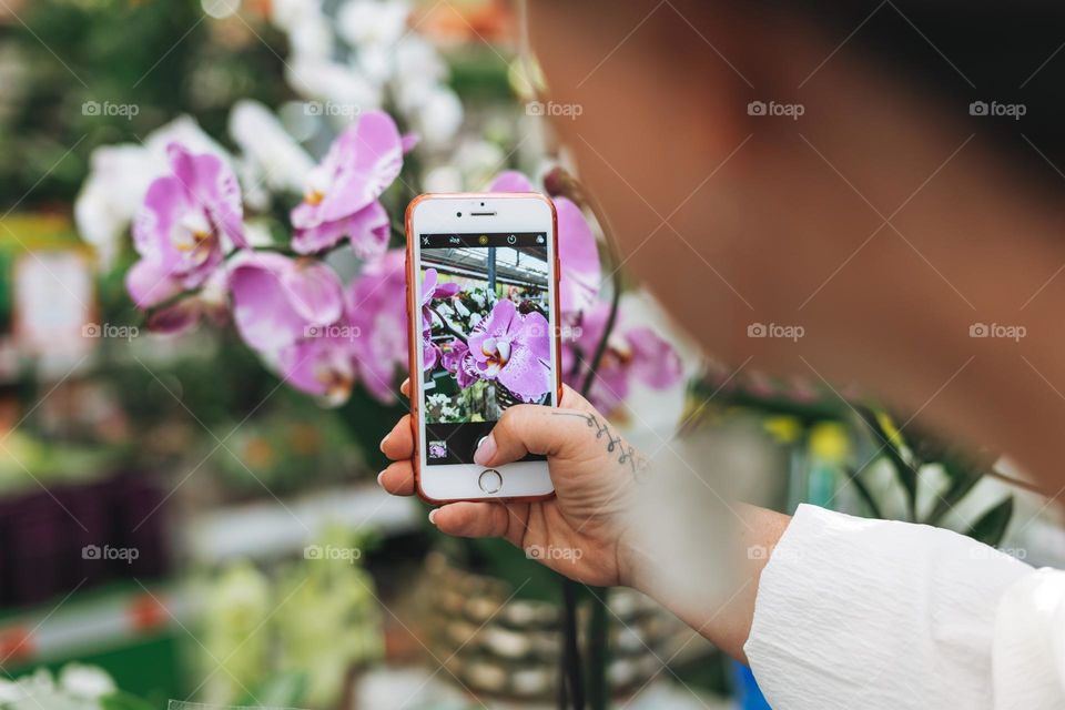 Adult woman taking photo on mobile phone of lilac orchid 