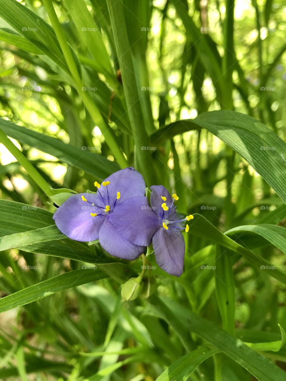 Closeup of purple spiderwort 