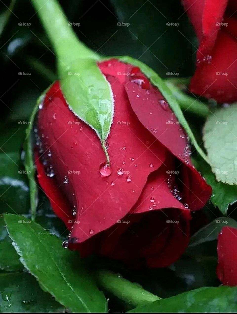 most beautiful and attractive flowers in the garden.