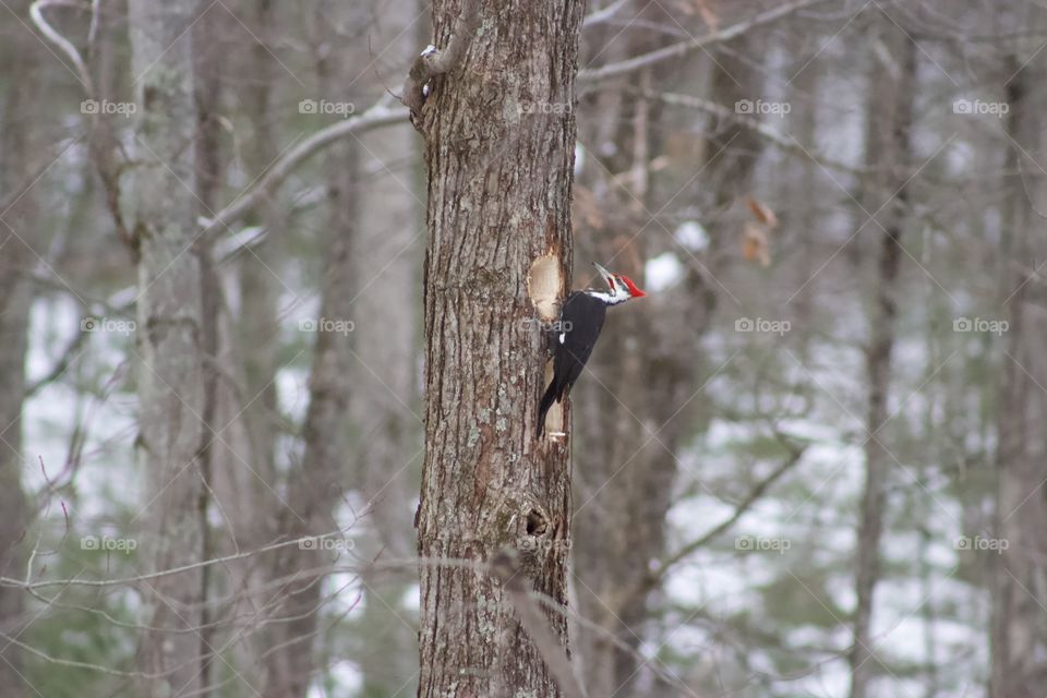 Pileated Woodpecker in Wintry Woods