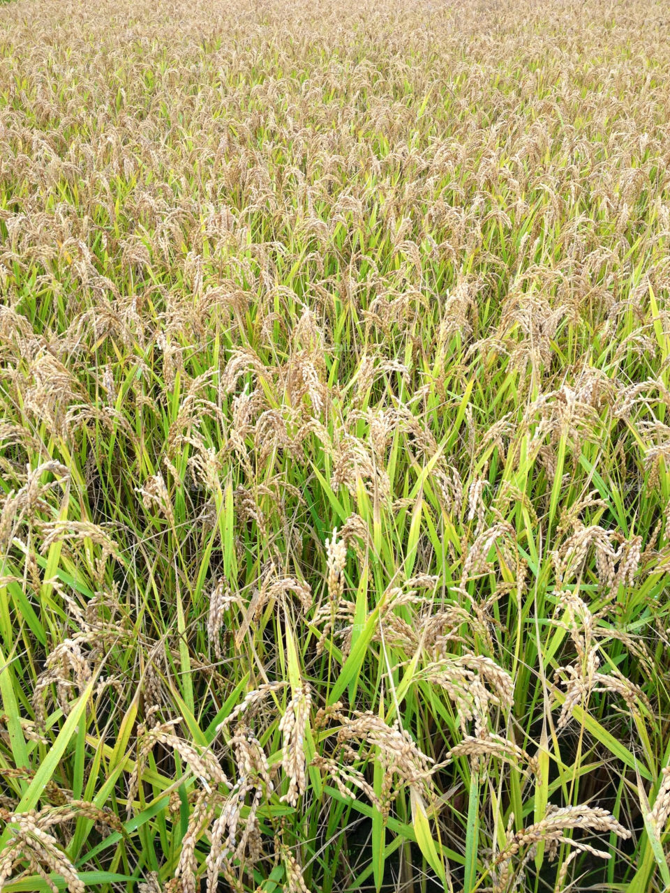 italy field nature autumn by gabur64