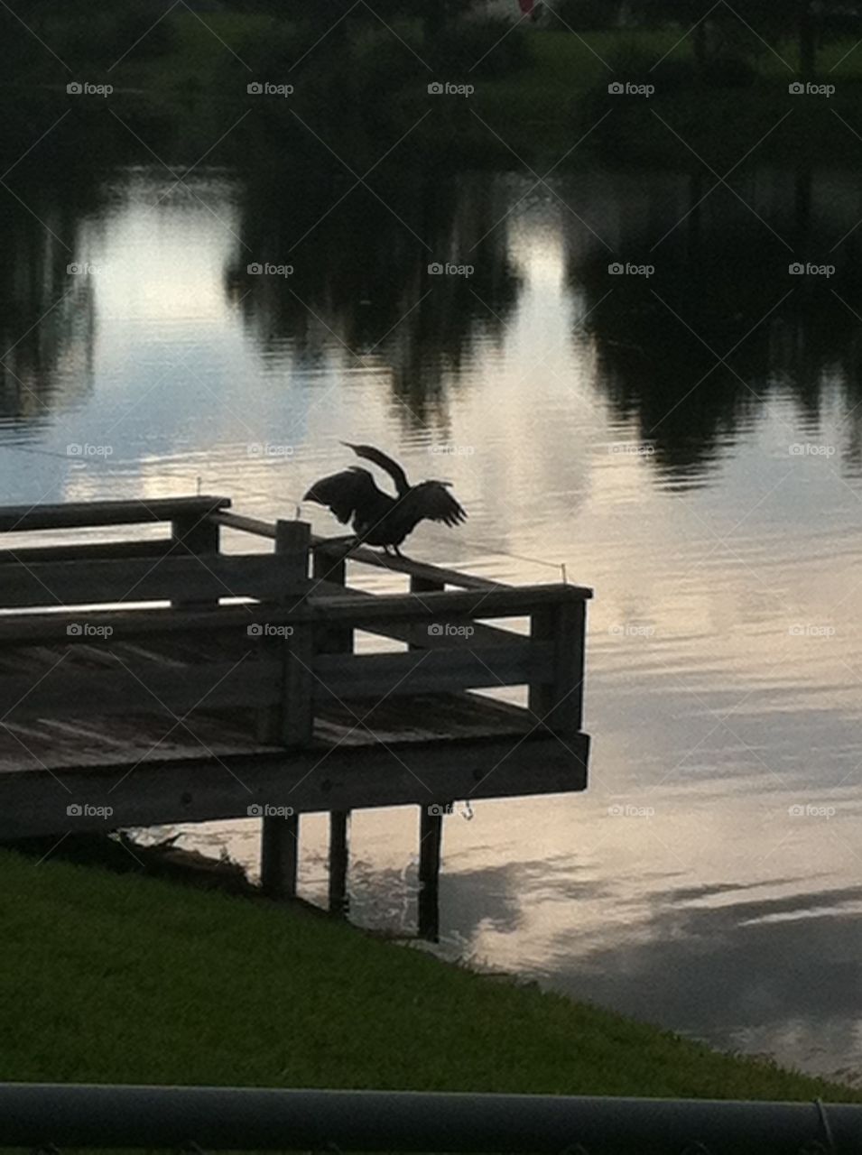 Bird keeping watch