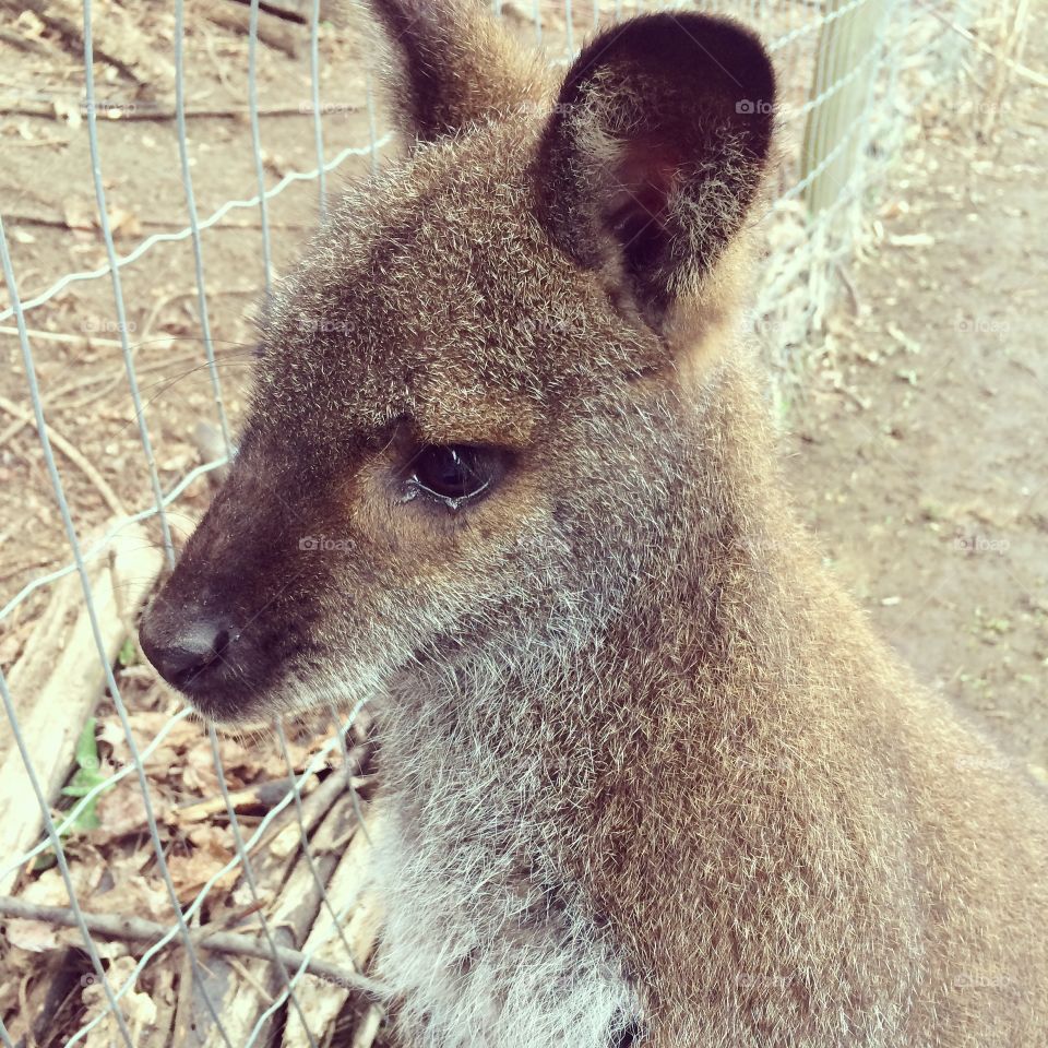 Cutest little kangaroo
