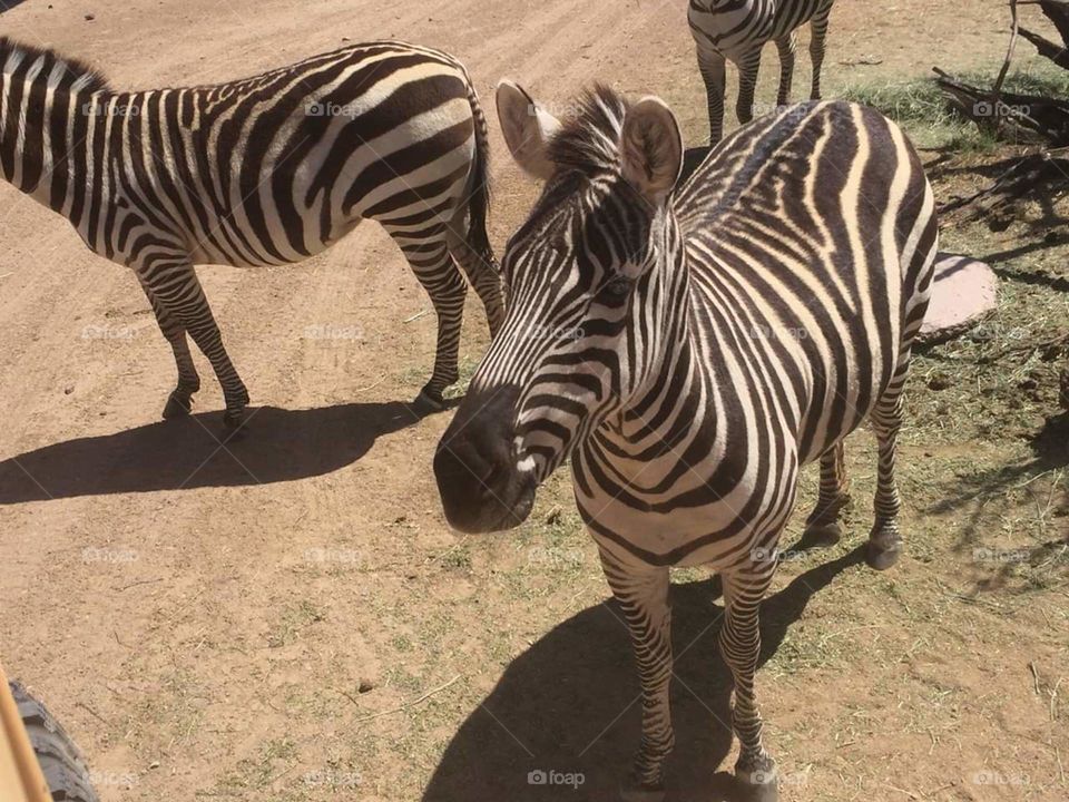 zebra