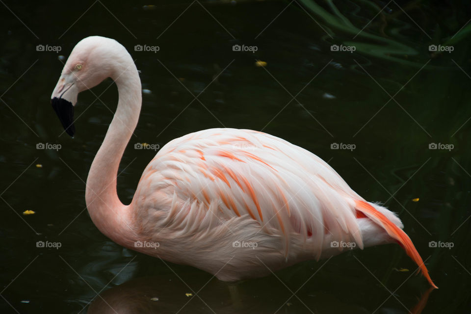 Beautiful Flamingo . Thought this was a great shot to have of a flamingo.