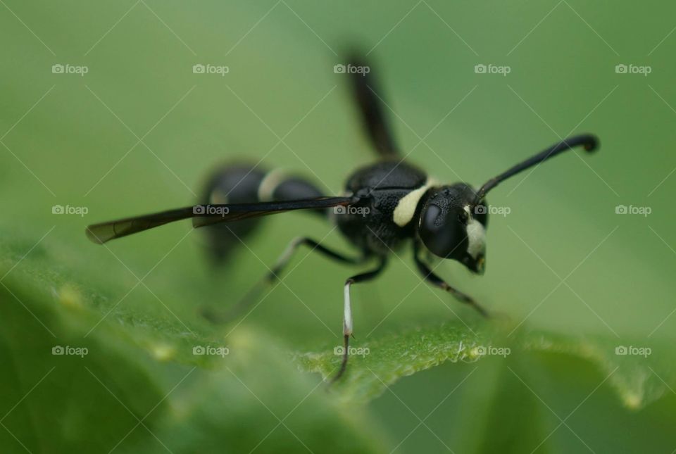 Flying bug. Flying big thing. Shot with a Sony NEX6 with a reverse mounted Nikkor 3mm prime lense to get macro photo