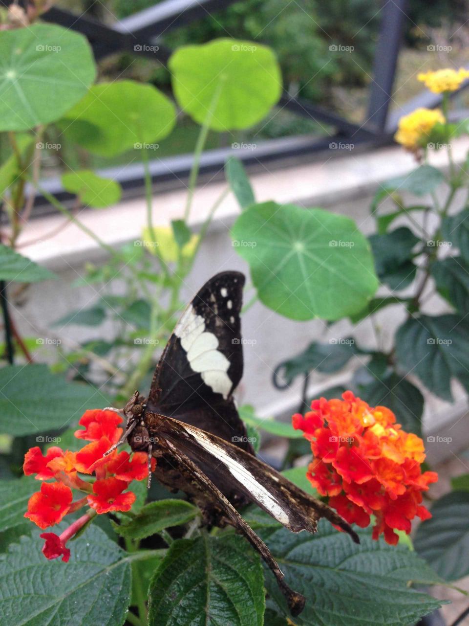 The Black and white butterfly on the red flowers