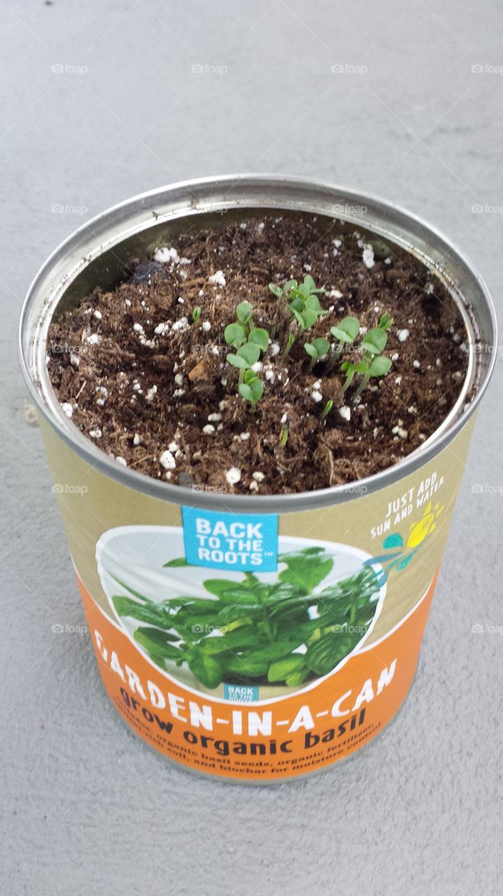 Basil Sprouting. Back to the Roots can of Basil is sprouting.