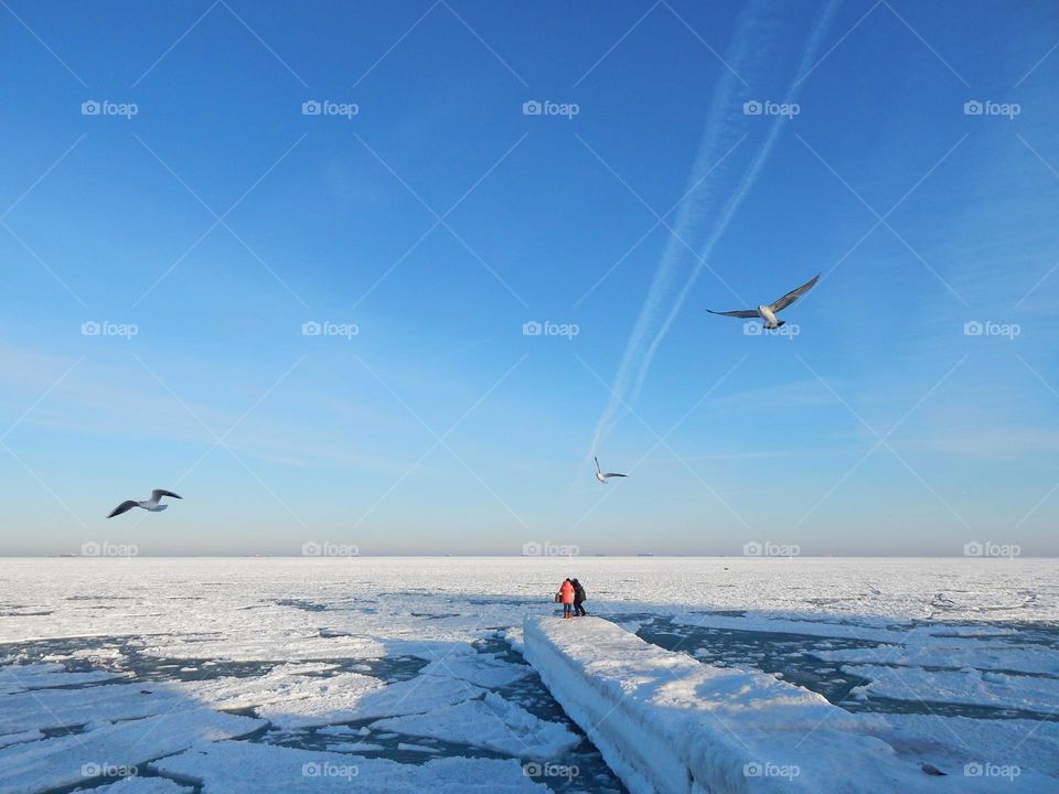 Frozen Black Sea seagulls winter white pier ice snow sunny day people Odesa Ukraine 