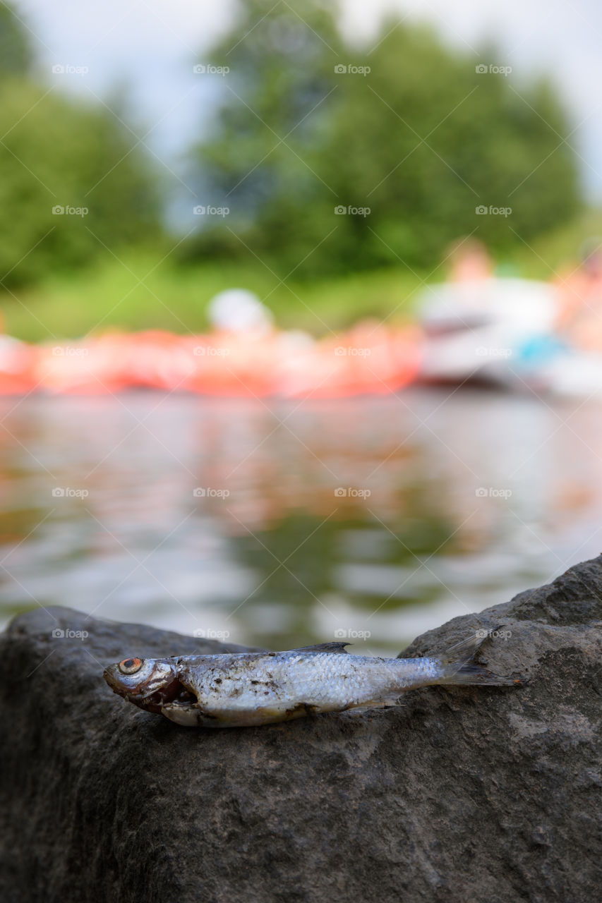 Helsinki, Finland – July 30, 2016: Dead roach fish on a rock with people rafting in rubber dinghies in the background at annual Kaljakellunta (Beer Floating) festival on river Vantaa in Helsinki, Finland.