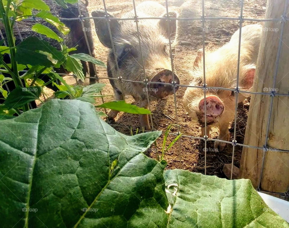 two small piglets staring through fence at vegetable garden on the other side