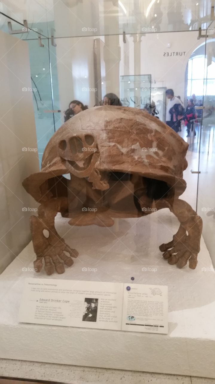 Smiling tortoise skeleton, at museum of natural history in NYC.