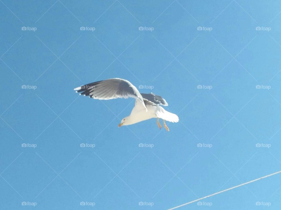 A beautiful seagull flying across the sky.