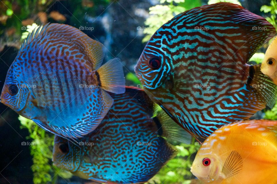 Hibrid Discus