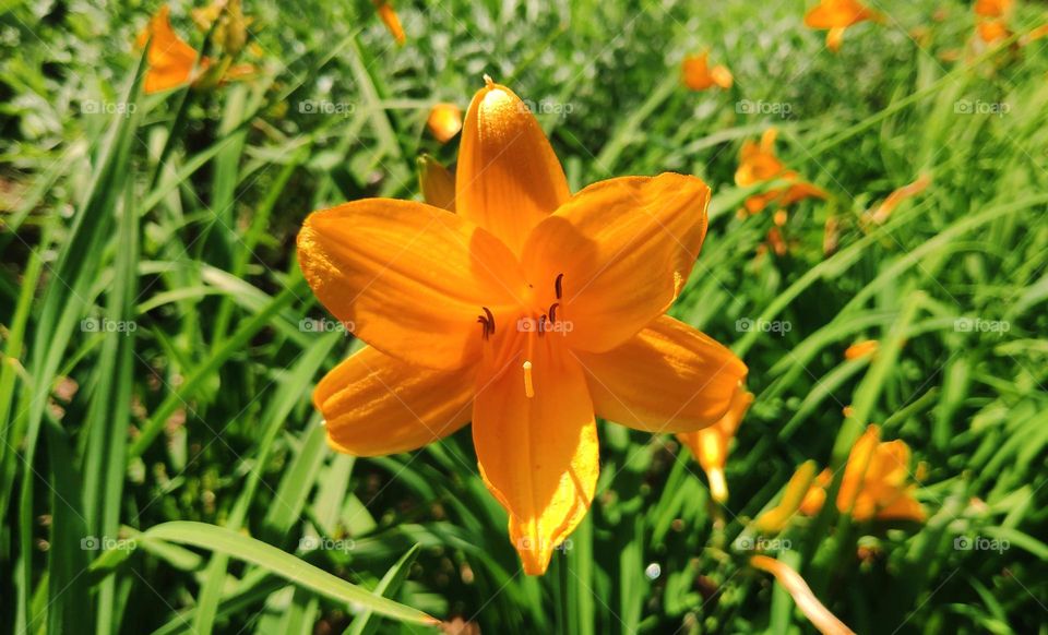Hemerocallis lilioasphodelus